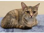 Kitten Evie, Domestic Shorthair For Adoption In Martinez, Tennessee