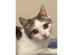 Kitten Eva, Domestic Shorthair For Adoption In Martinez, Tennessee