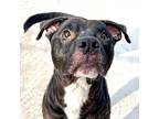 Huey, American Pit Bull Terrier For Adoption In Des Moines, Iowa