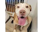 Happy, American Staffordshire Terrier For Adoption In W. Windsor, New Jersey