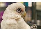 Fred, Cockatoo For Adoption In Elizabeth, Colorado