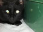 Spice, Domestic Shorthair For Adoption In Munster, Indiana