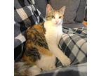 Petal, Domestic Shorthair For Adoption In S. Ozone Park, New York