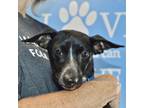 Knox, Dachshund For Adoption In Elk Grove Village, Illinois