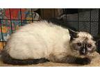 Nutmeg, Siamese For Adoption In Pearland, Texas