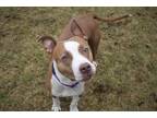 Freya, American Pit Bull Terrier For Adoption In Pittsfield, Massachusetts