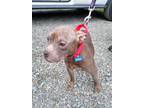 Moxie, Boston Terrier For Adoption In Richmond, Virginia