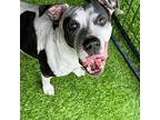 Bubbles, American Pit Bull Terrier For Adoption In Tampa, Florida