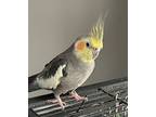 Paul, Cockatiel For Adoption In Ballwin, Missouri