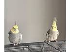 Ringo, Cockatiel For Adoption In Ballwin, Missouri