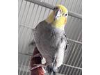 George, Cockatiel For Adoption In Ballwin, Missouri