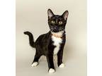 Lenore, Domestic Shorthair For Adoption In Wyandotte, Michigan