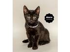 Minerva, Domestic Shorthair For Adoption In Wyandotte, Michigan