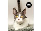 Lucia, Domestic Shorthair For Adoption In Wyandotte, Michigan