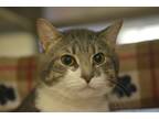 North, Domestic Shorthair For Adoption In Fallston, Maryland