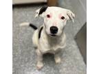 Peaches, American Pit Bull Terrier For Adoption In Joshua, Texas