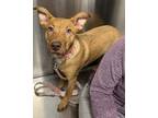 Maple, American Pit Bull Terrier For Adoption In Fresno, California