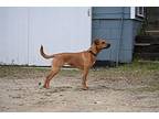 Puka, Jack Russell Terrier For Adoption In Grand Rapids, Michigan