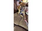 Sallee, Miniature Pinscher For Adoption In Kettering, Ohio