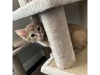 Chase, Domestic Shorthair For Adoption In Richardson, Texas