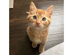 Cheeto, Domestic Shorthair For Adoption In Richardson, Texas