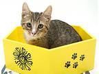Melanie Is The Baby Of Your Dr, Abyssinian For Adoption In South Salem, New York