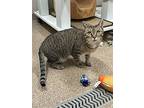 Kiki, Domestic Shorthair For Adoption In Holland, Michigan