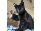 Dj Khalid, Domestic Shorthair For Adoption In Fort Worth, Texas