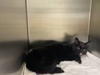 Shoeless Joe, Domestic Shorthair For Adoption In Ann Arbor, Michigan