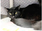 Eel Bff W/ Egret, Domestic Shorthair For Adoption In Ann Arbor, Michigan