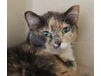 Kennedy, Domestic Shorthair For Adoption In Hastings, Minnesota