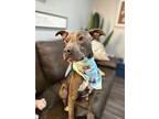 Pike Russell, American Pit Bull Terrier For Adoption In Provo, Utah