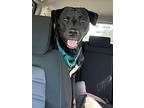 Wally Dorado, Labrador Retriever For Adoption In Provo, Utah