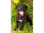 Labrador Retriever Puppy for sale in Provo, UT, USA