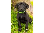 River New Caney, Labrador Retriever For Adoption In Provo, Utah