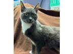 Esther Jane, Domestic Shorthair For Adoption In Greenville, North Carolina