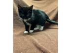 Teriyaki, Domestic Shorthair For Adoption In Greenville, North Carolina