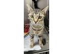 Shamrock, Domestic Shorthair For Adoption In North Wilkesboro, North Carolina