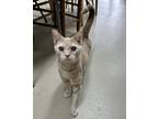 Peanut, Domestic Shorthair For Adoption In North Wilkesboro, North Carolina