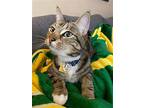 Milo - Offered By Owner, Domestic Shorthair For Adoption In Hillsboro, Oregon