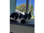 Tom, Domestic Shorthair For Adoption In Deland, Florida