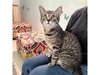 Bisaan, Domestic Shorthair For Adoption In Mountain View, California
