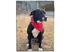 Windy, American Staffordshire Terrier For Adoption In Maryville, Tennessee
