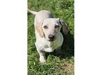 Crusoe, Dachshund For Adoption In Morrilton, Arkansas