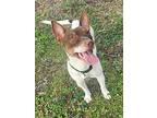 Mikki, Jack Russell Terrier For Adoption In Cape Coral, Florida