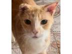 Tommy, Domestic Shorthair For Adoption In West Palm Beach, Florida