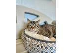 Harry, Domestic Shorthair For Adoption In Gettysburg, Pennsylvania