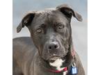 Raven, American Pit Bull Terrier For Adoption In Golden, Colorado