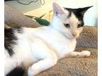 Vanessa, Domestic Shorthair For Adoption In Mooresville, North Carolina