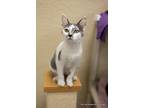 Blessing, Domestic Shorthair For Adoption In Parlier, California